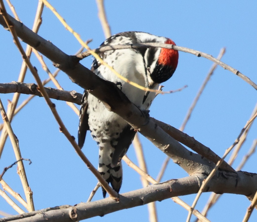 Nuttall's Woodpecker - ML614801825