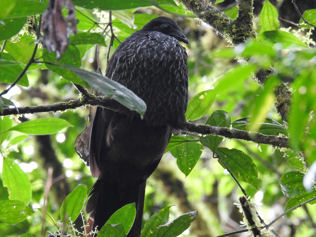 Cauca Guan - ML614801864