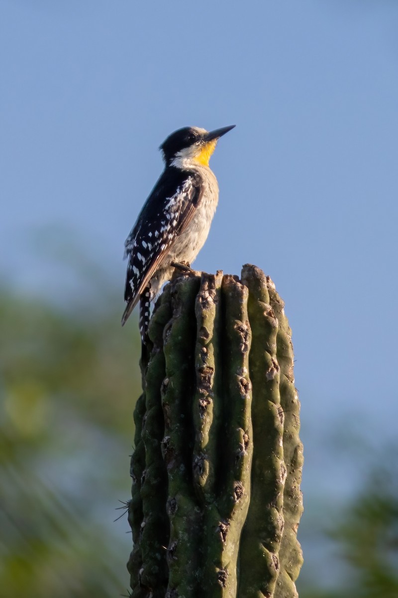 White-fronted Woodpecker - ML614801919