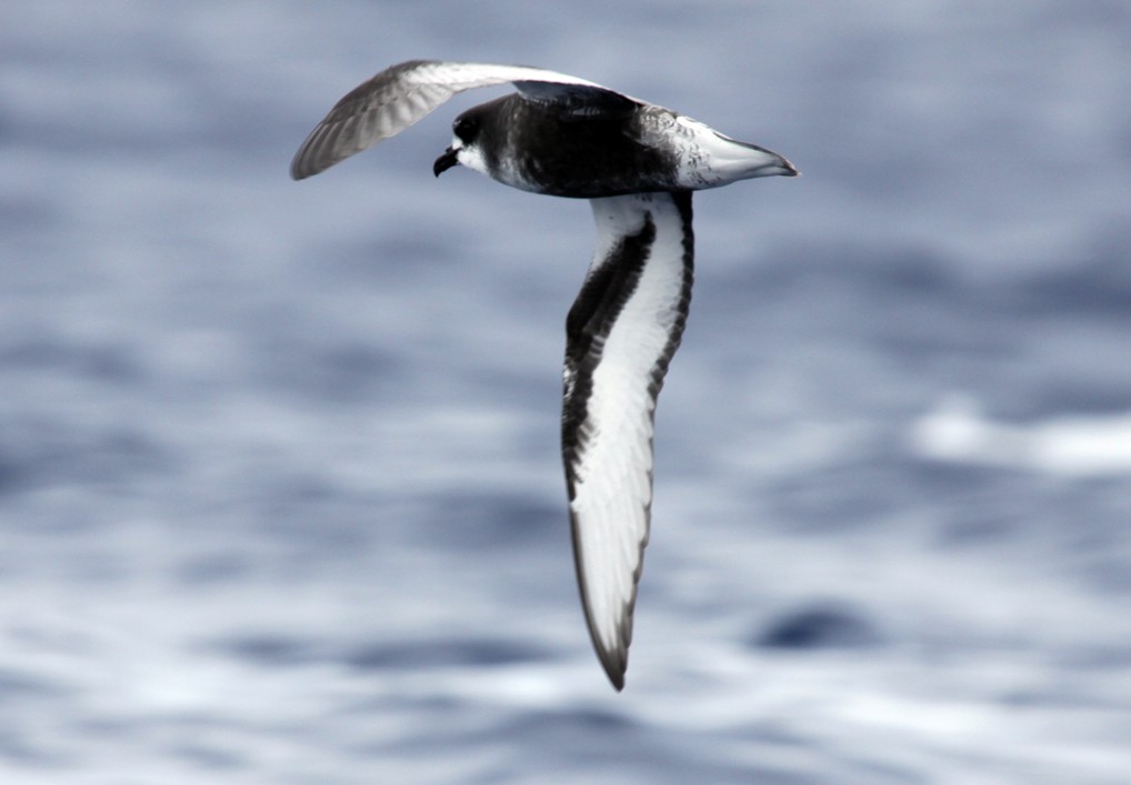 Mottled Petrel - ML614801941