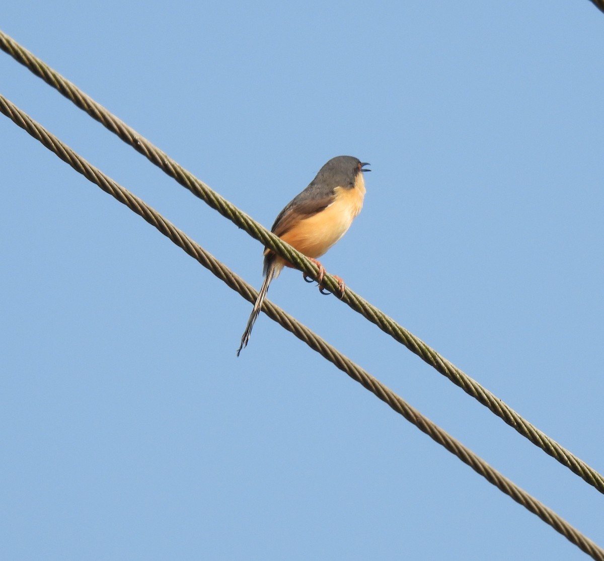 Ashy Prinia - Rama M V