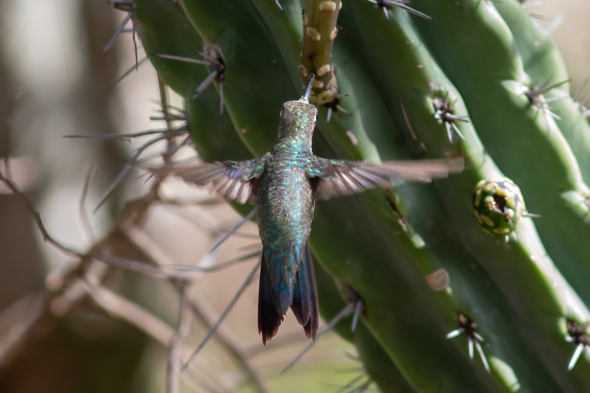 Blue-tufted Starthroat - John C Sullivan