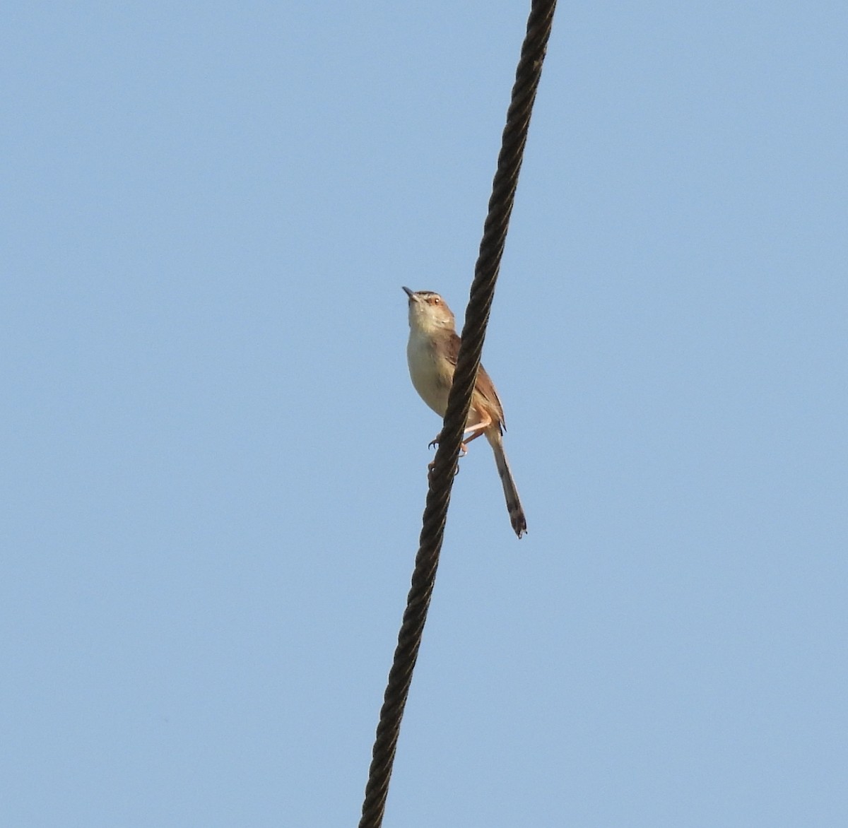 Prinia simple - ML614802003