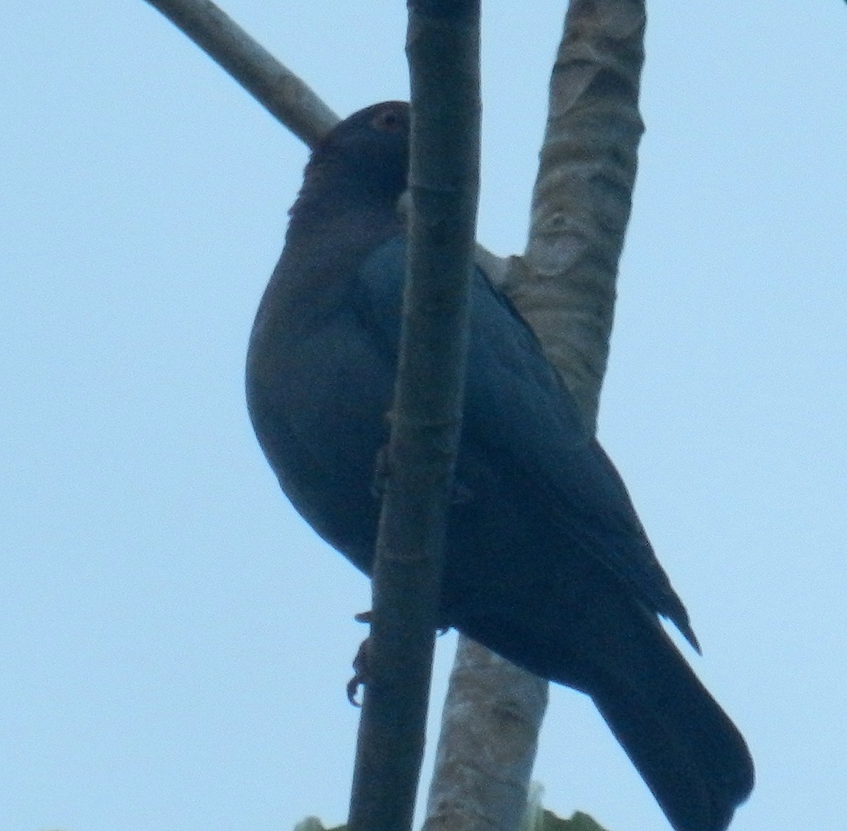 Scaly-naped Pigeon - ML614802030