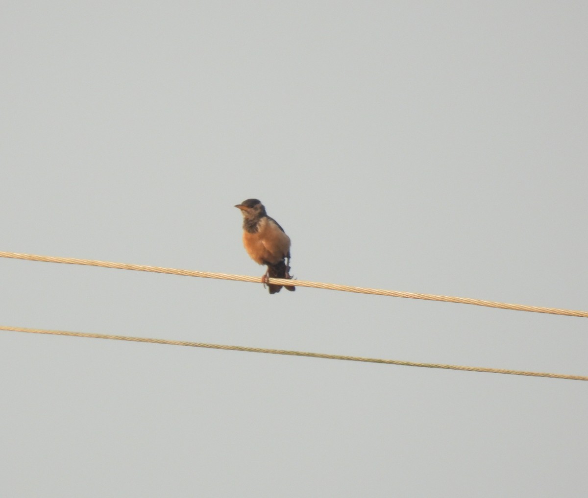 Rosy Starling - ML614802032