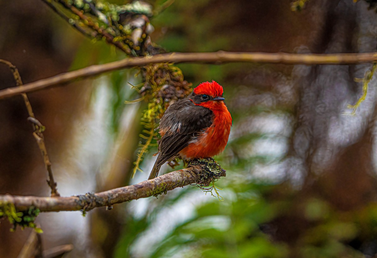 Brujo Flycatcher - ML614802046