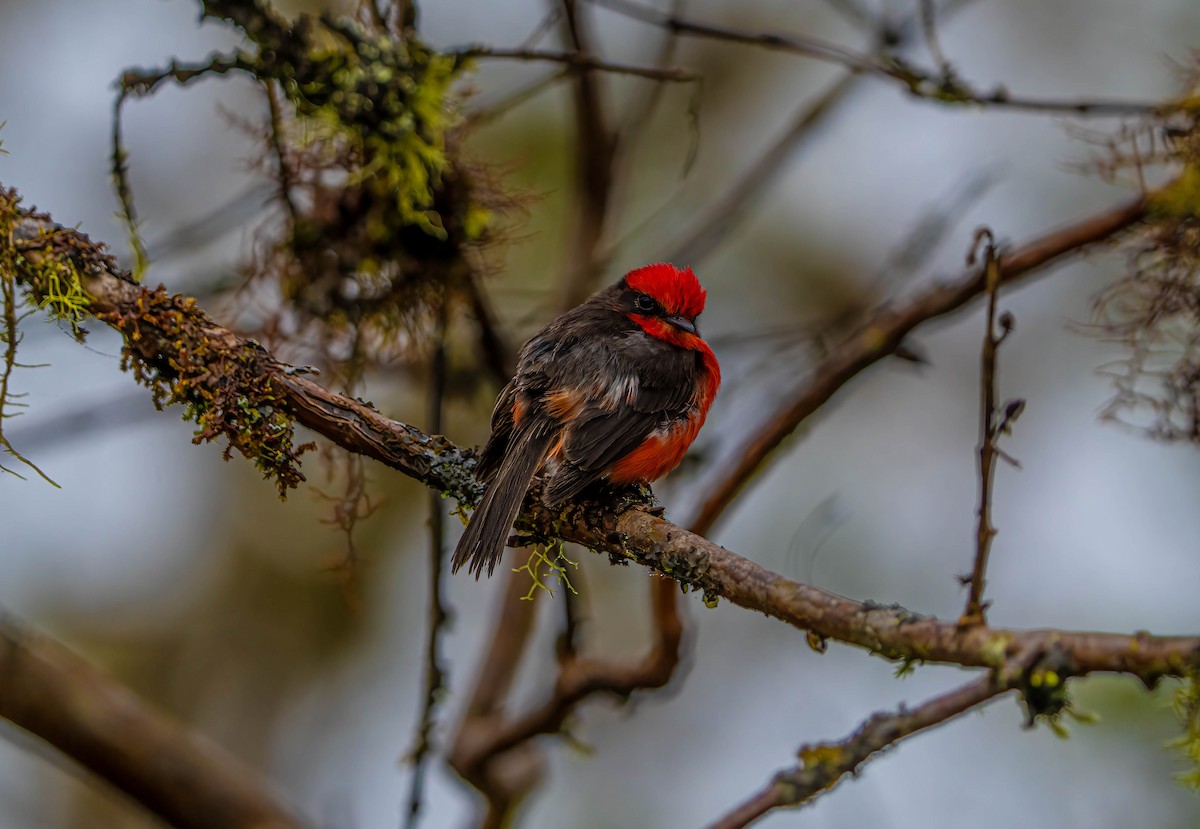 Brujo Flycatcher - ML614802049