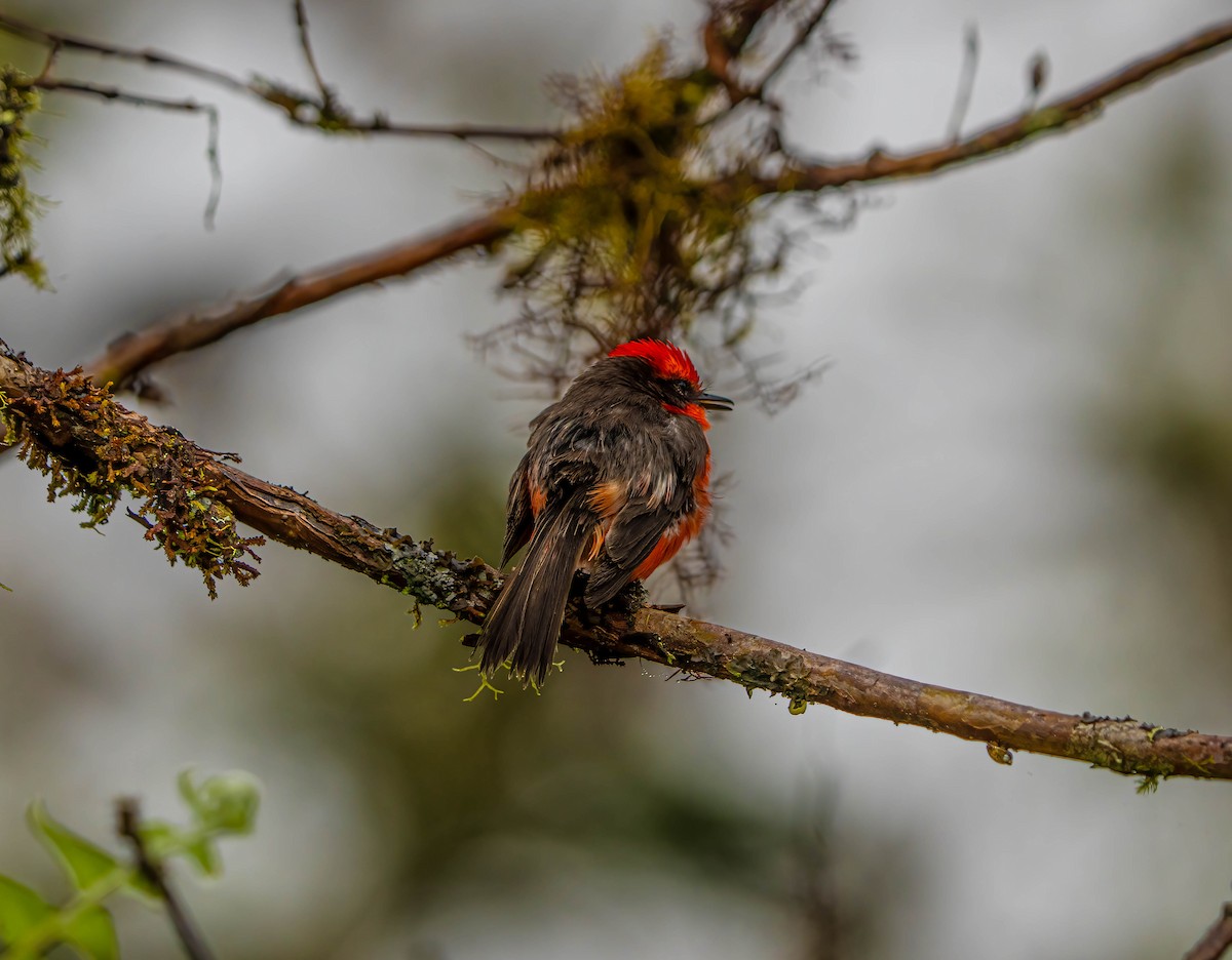 Brujo Flycatcher - ML614802050