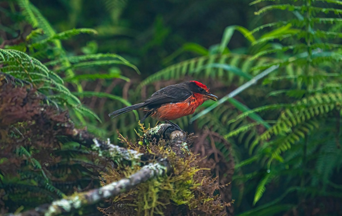 Mosquero de Galápagos - ML614802052