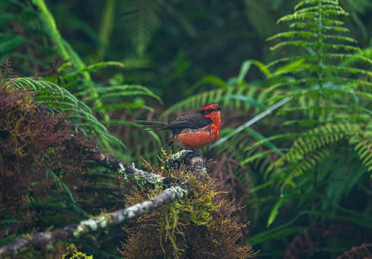 Brujo Flycatcher - Courtney Rella