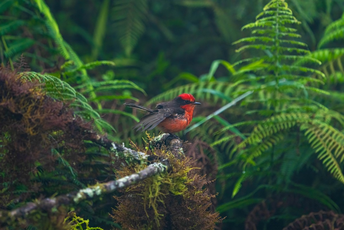 Mosquero de Galápagos - ML614802055