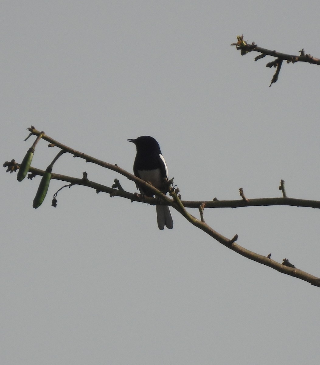 Oriental Magpie-Robin - Rama M V