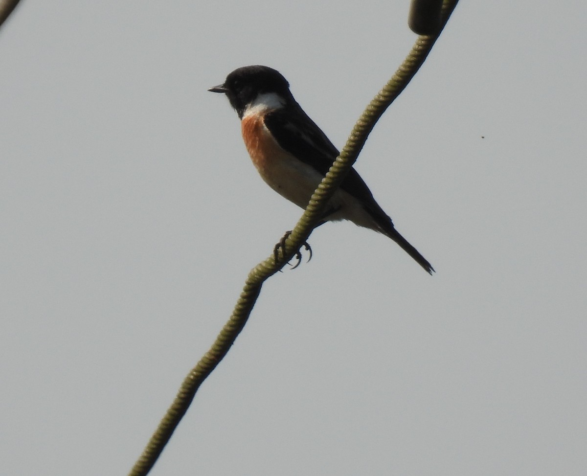 Siberian Stonechat - ML614802101