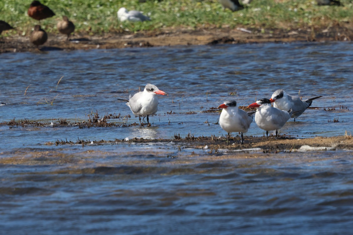 Caspian Tern - ML614802110