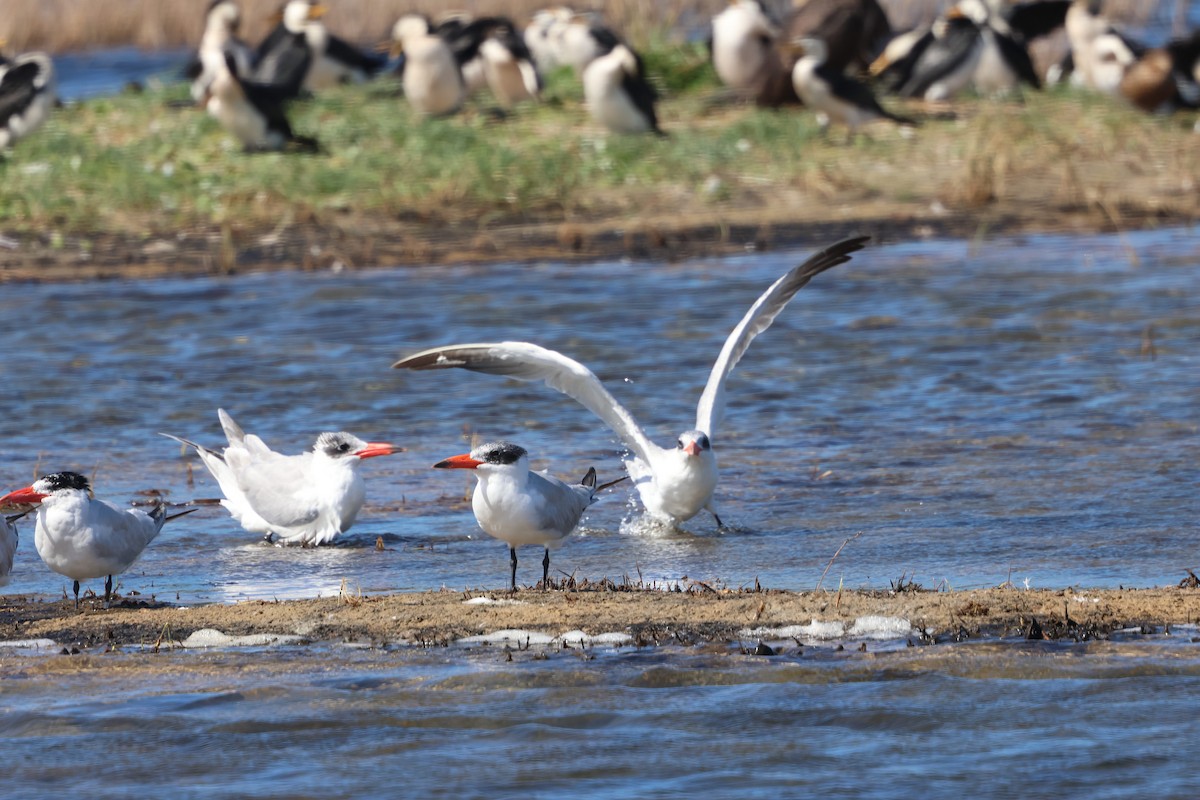 Caspian Tern - ML614802111