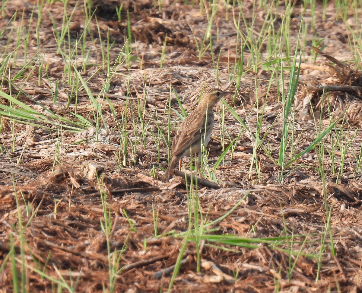 Paddyfield Pipit - ML614802147