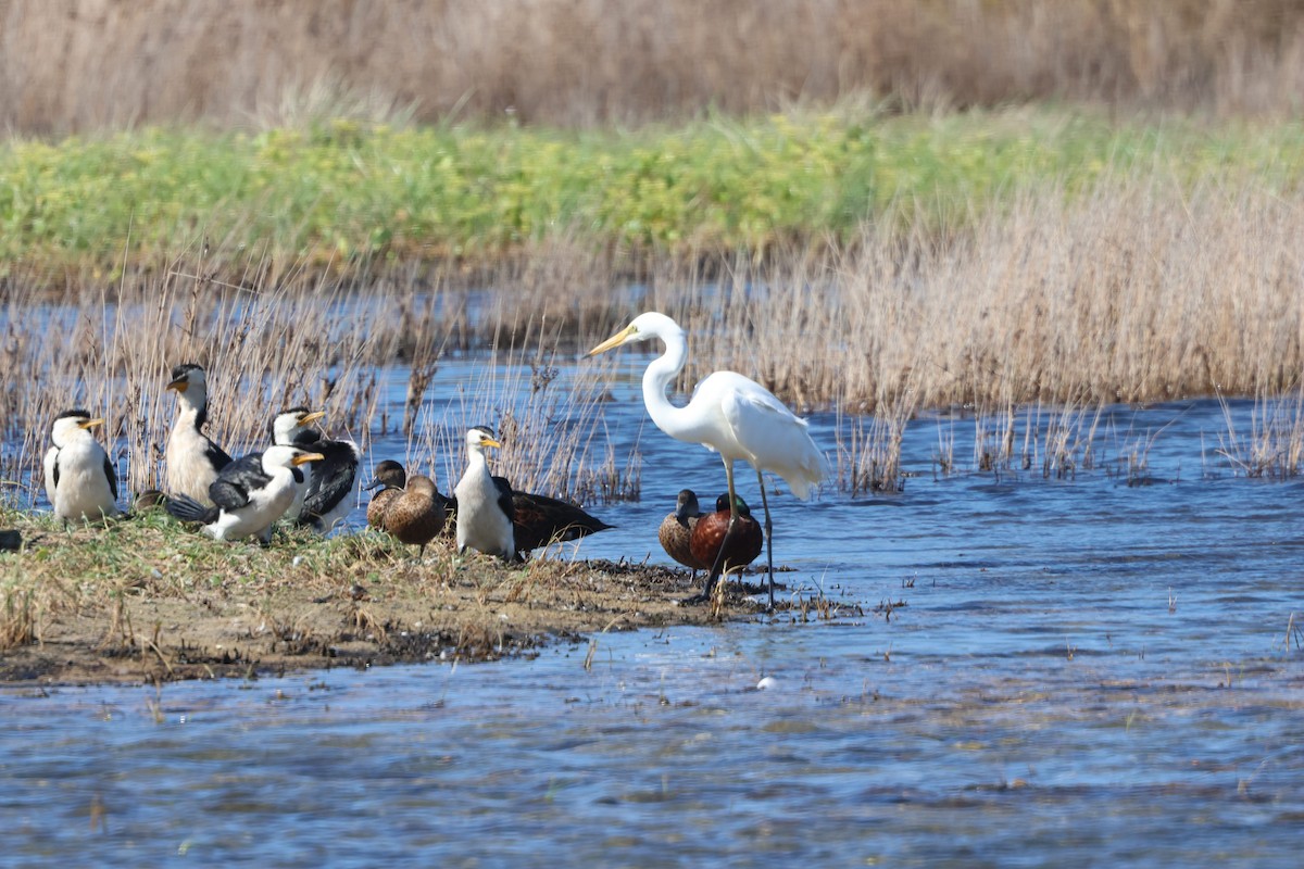 Great Egret - Victor Braguine