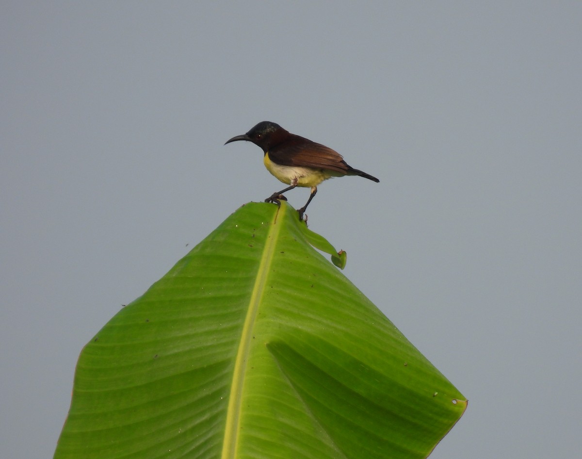 Purple-rumped Sunbird - Rama M V