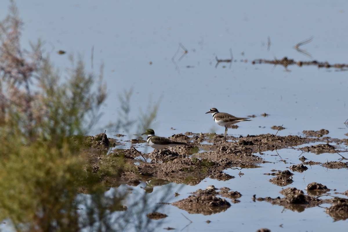 Killdeer - ML614802242