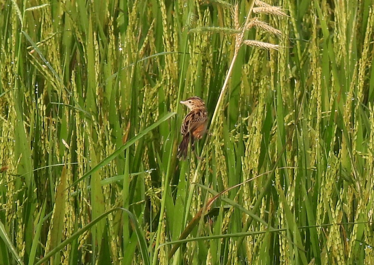 Baya Weaver - Rama M V