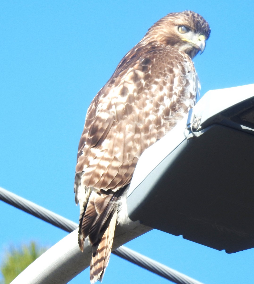 Red-tailed Hawk - ML614802295