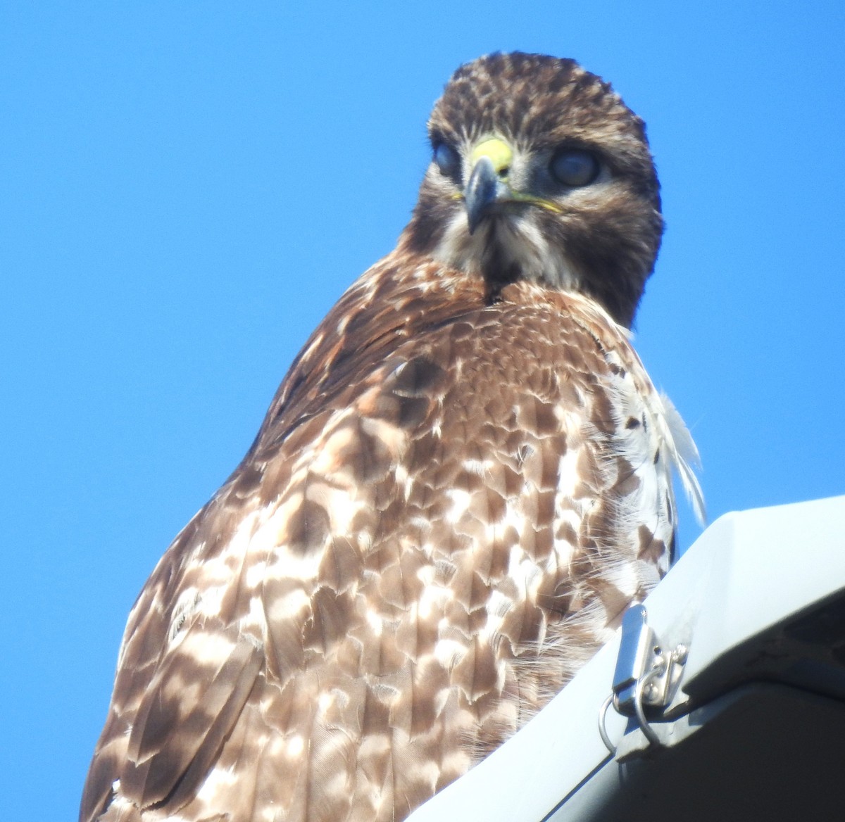 Red-tailed Hawk - ML614802296
