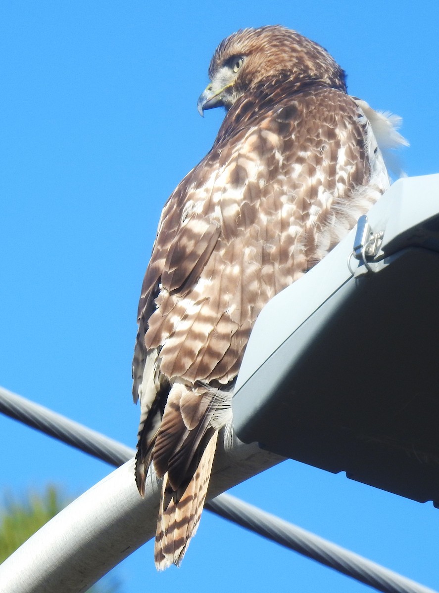 Red-tailed Hawk - ML614802297