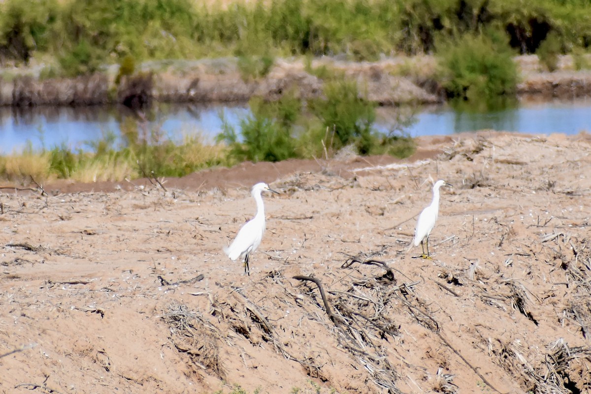 Snowy Egret - ML614802307