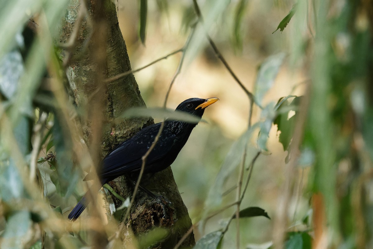 Blue Whistling-Thrush - ML614802365