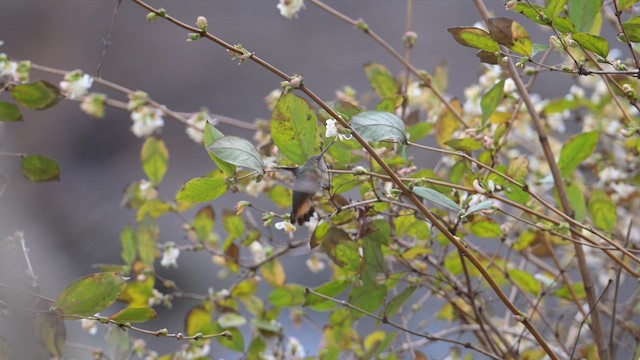 Colibrí Rufo - ML614802445