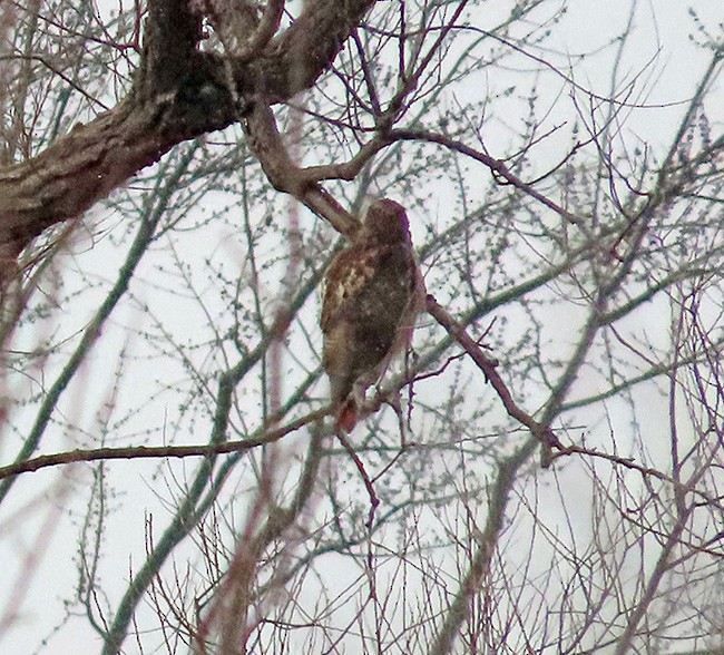Red-tailed Hawk - ML614802456