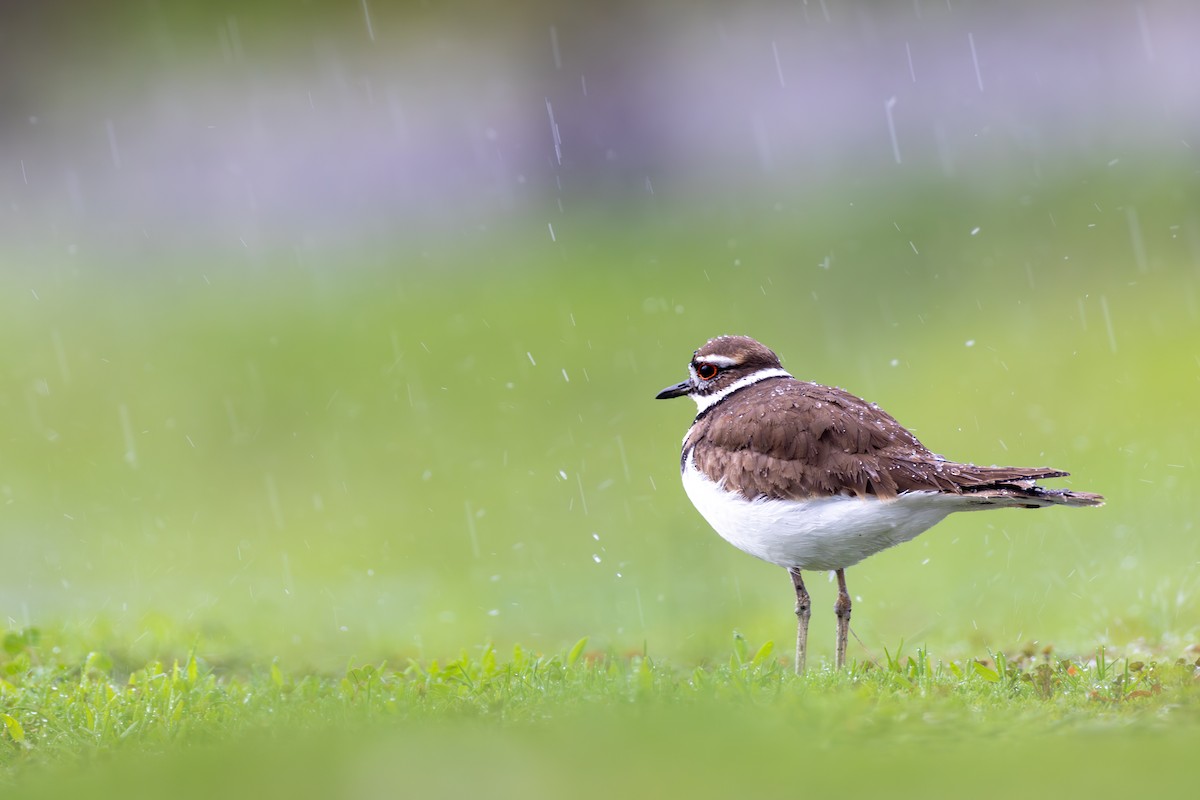 Killdeer - Chris Kennelly