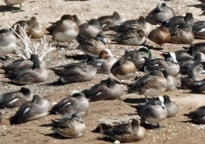 Eurasian Wigeon - Cathy Beck