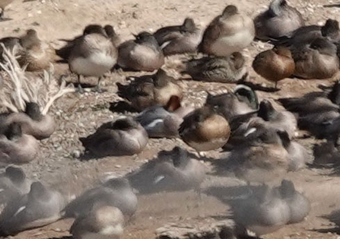 Eurasian Wigeon - Cathy Beck