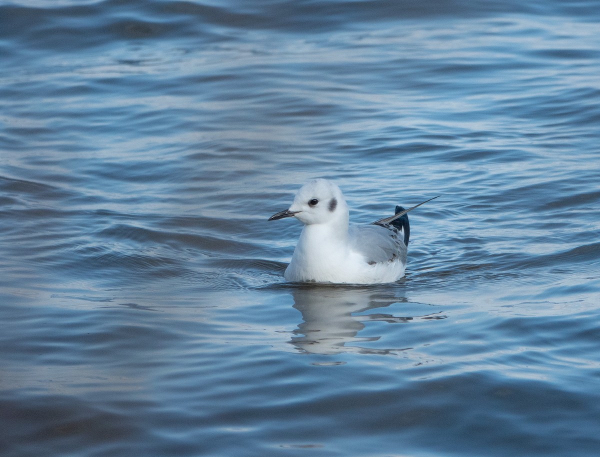 Bonaparte's Gull - ML614802594