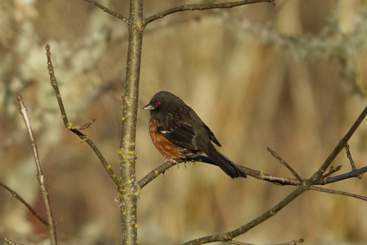 Spotted Towhee - ML614802620