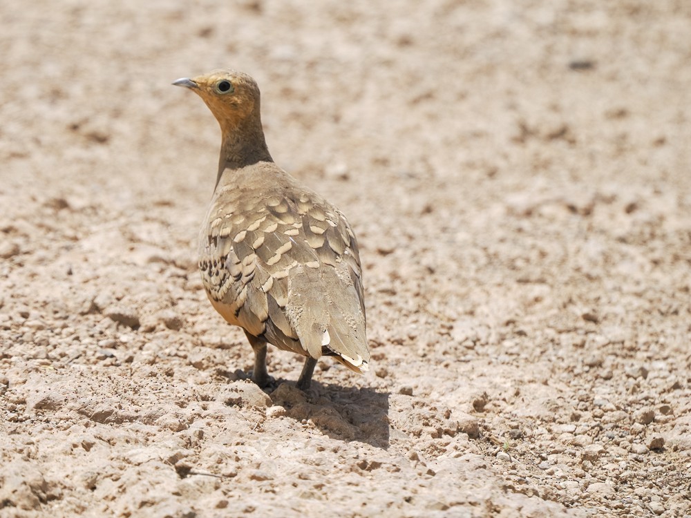 Chestnut-bellied Sandgrouse - ML614802679