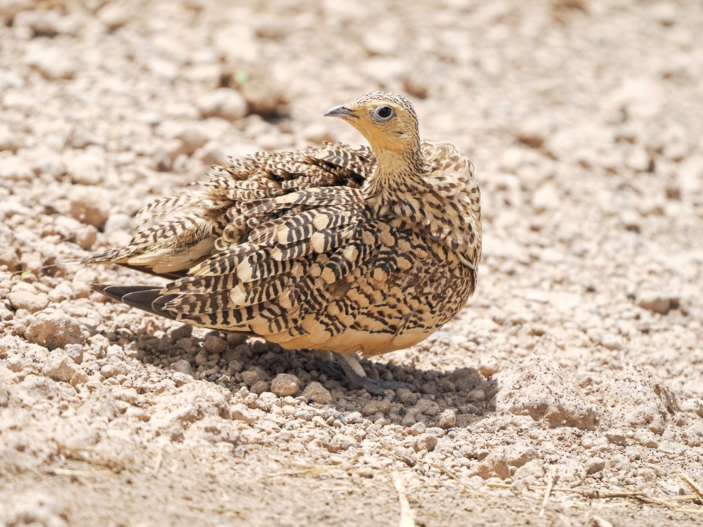 Chestnut-bellied Sandgrouse - ML614802680