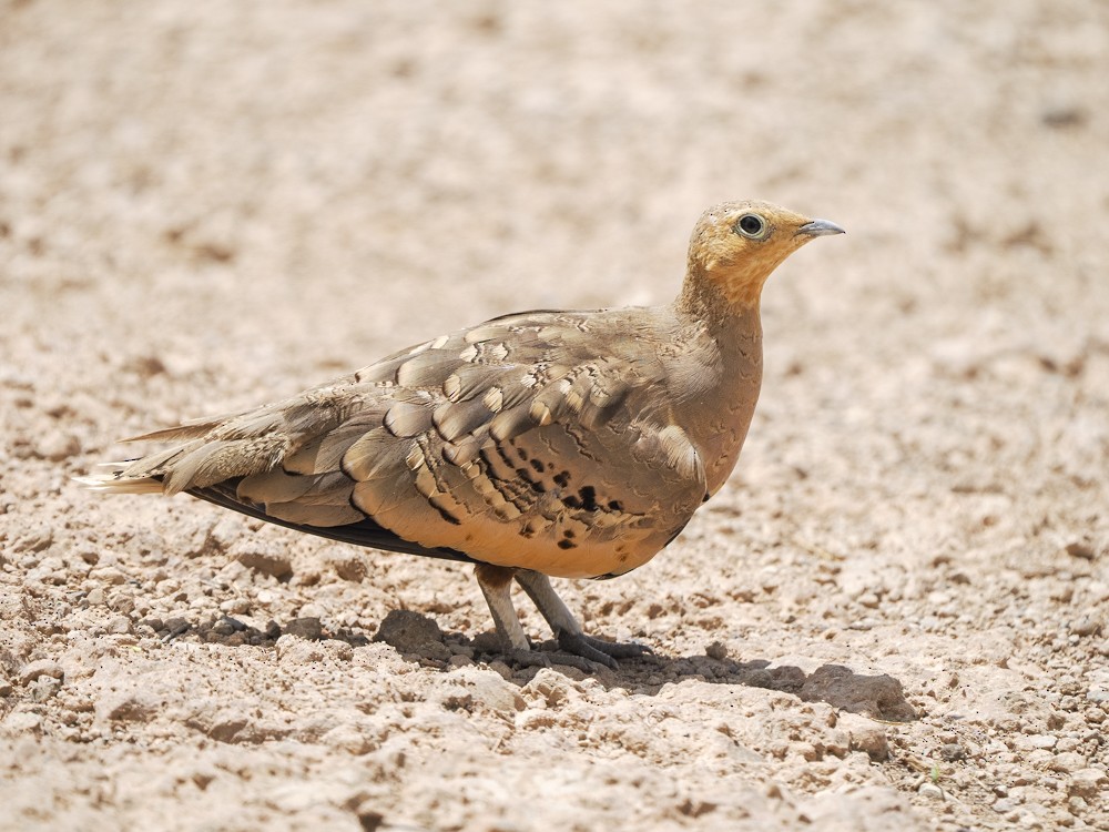 Chestnut-bellied Sandgrouse - ML614802683