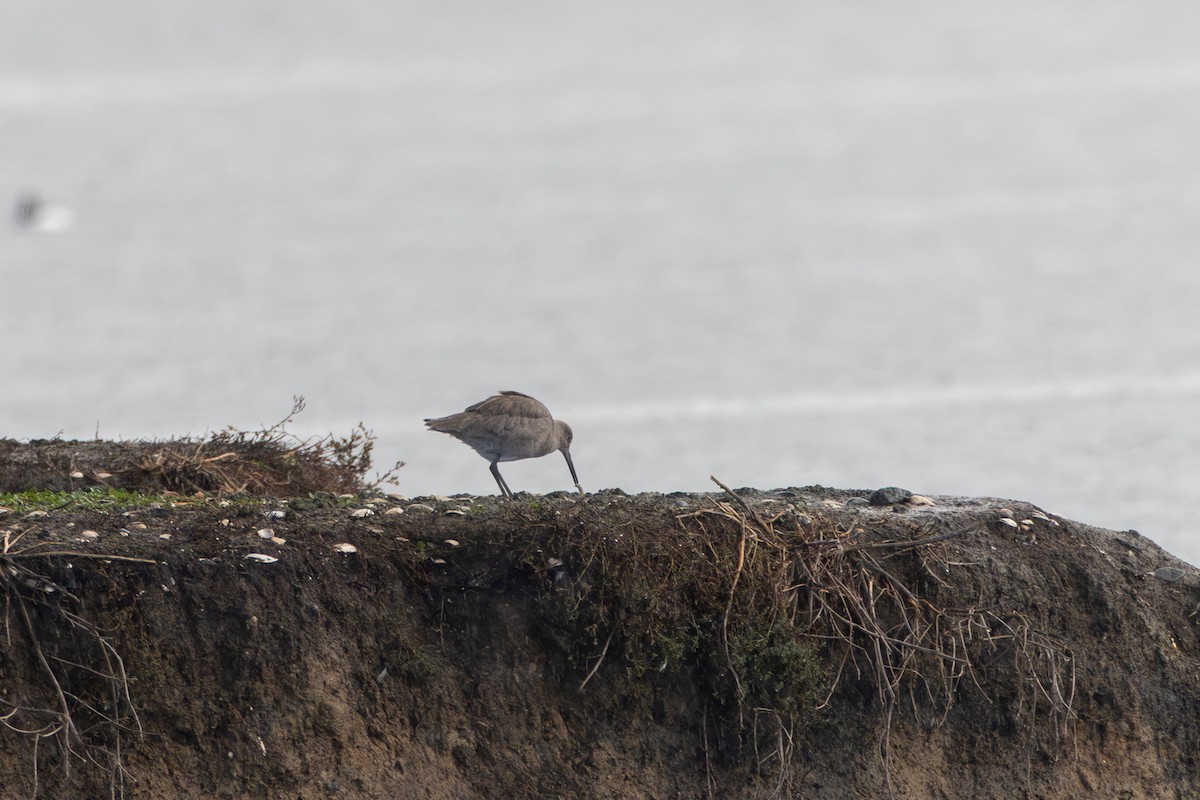 Willet - ML614802692