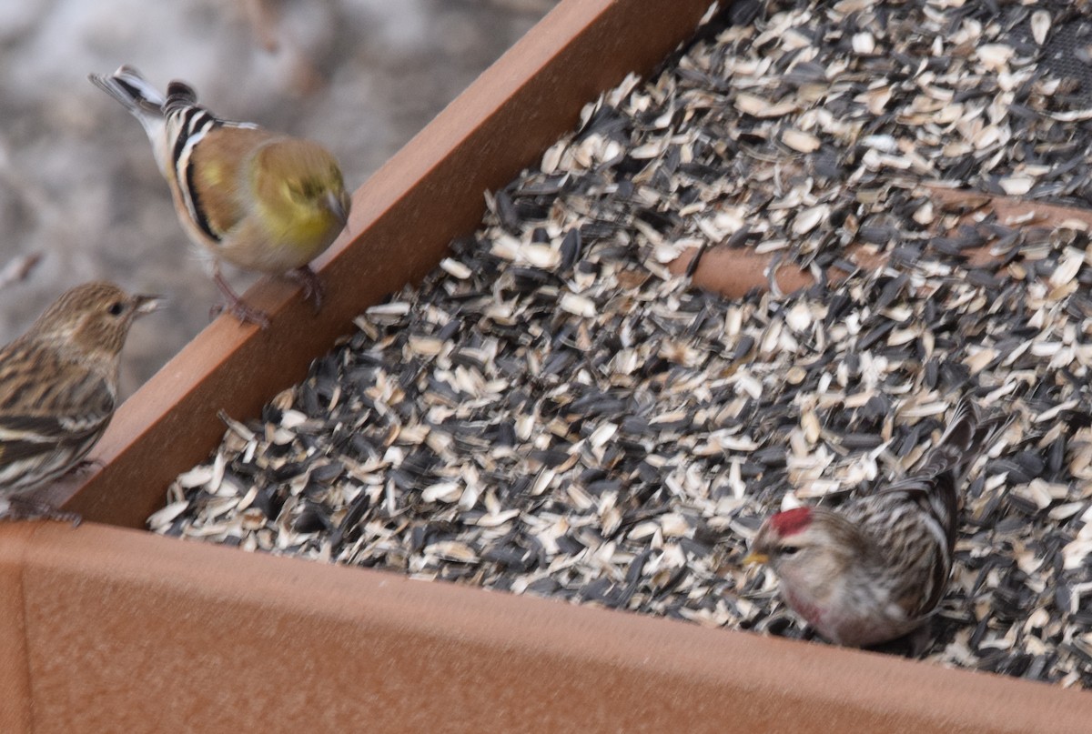 Hoary Redpoll - ML614802734