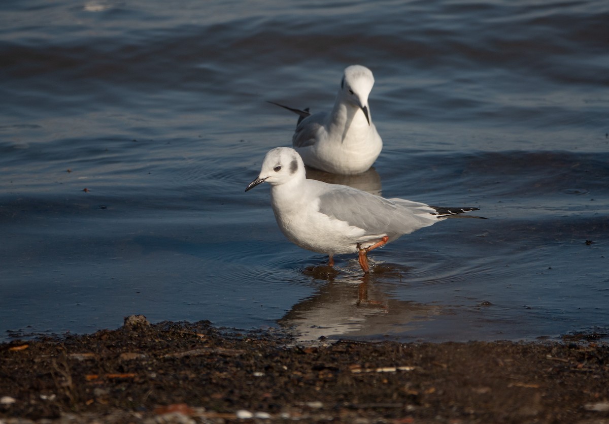 Bonaparte's Gull - Kim Tomko