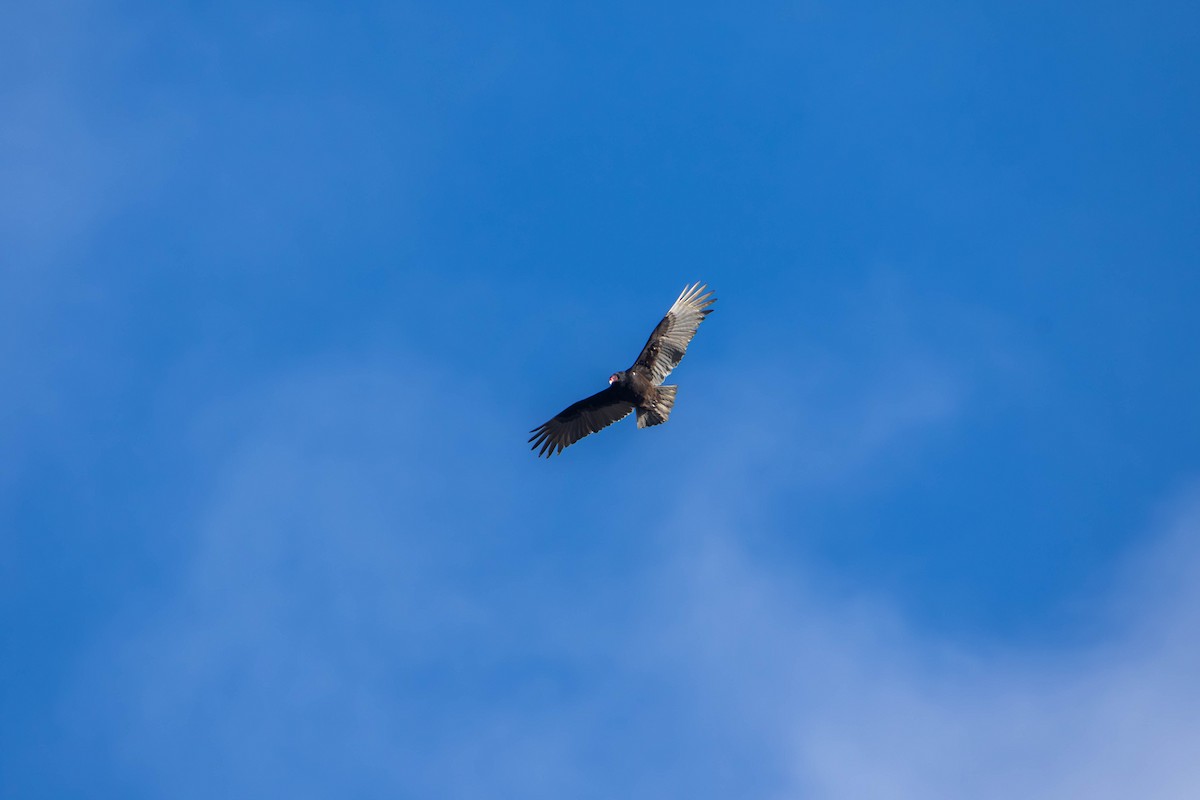 Turkey Vulture - ML614802774