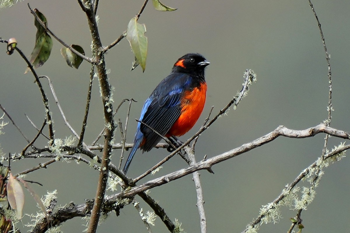 Scarlet-bellied Mountain Tanager - John Sanchez