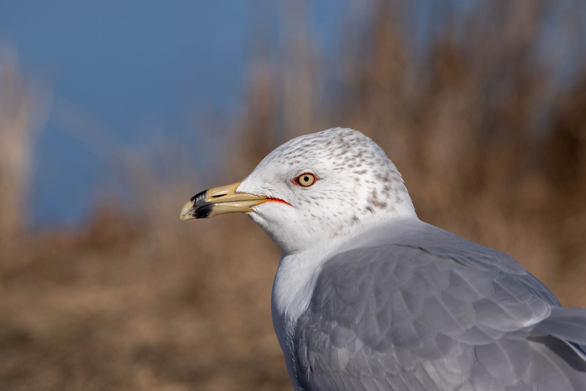 Ring-billed Gull - ML614802885