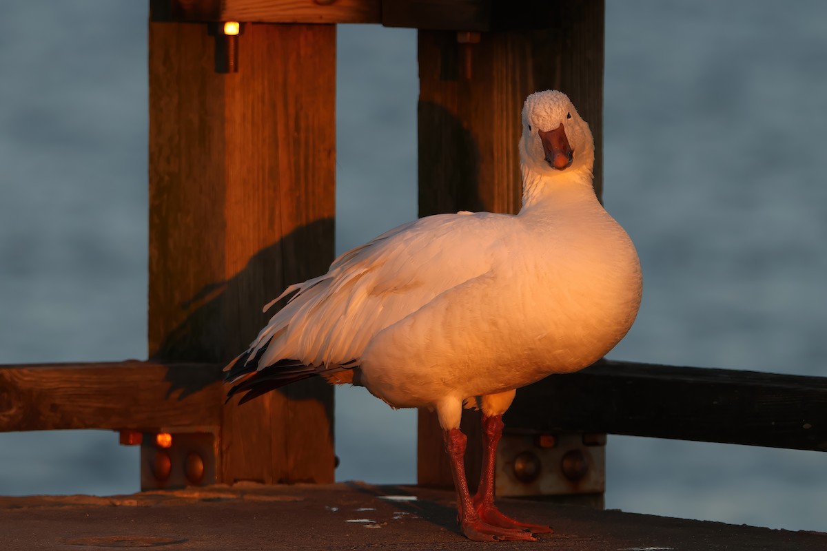 Snow Goose - Jessica Hammonds