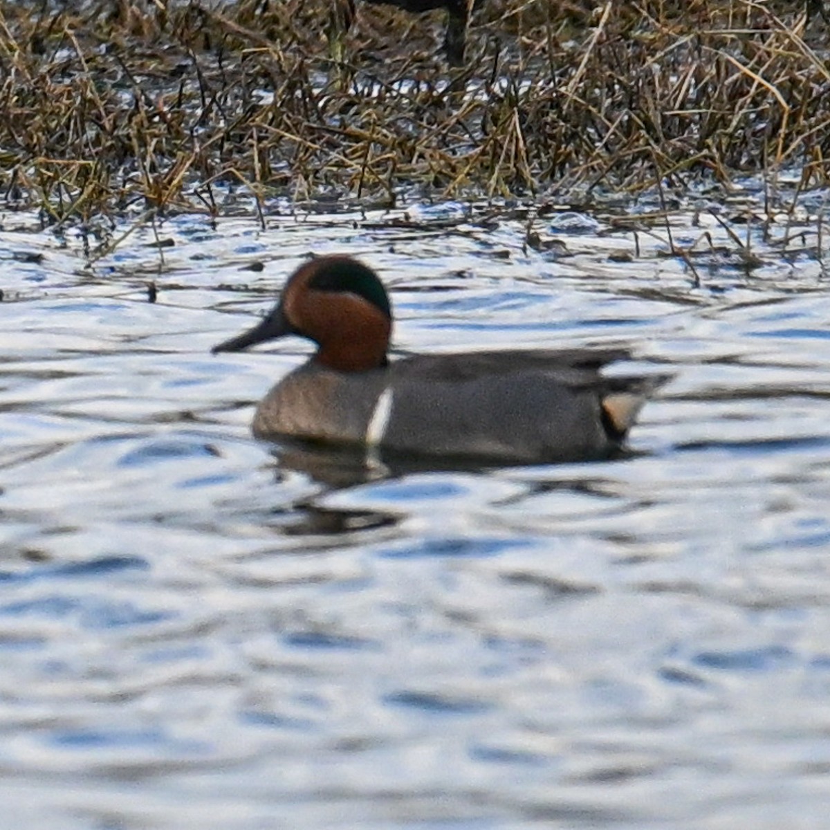 Green-winged Teal - ML614803008