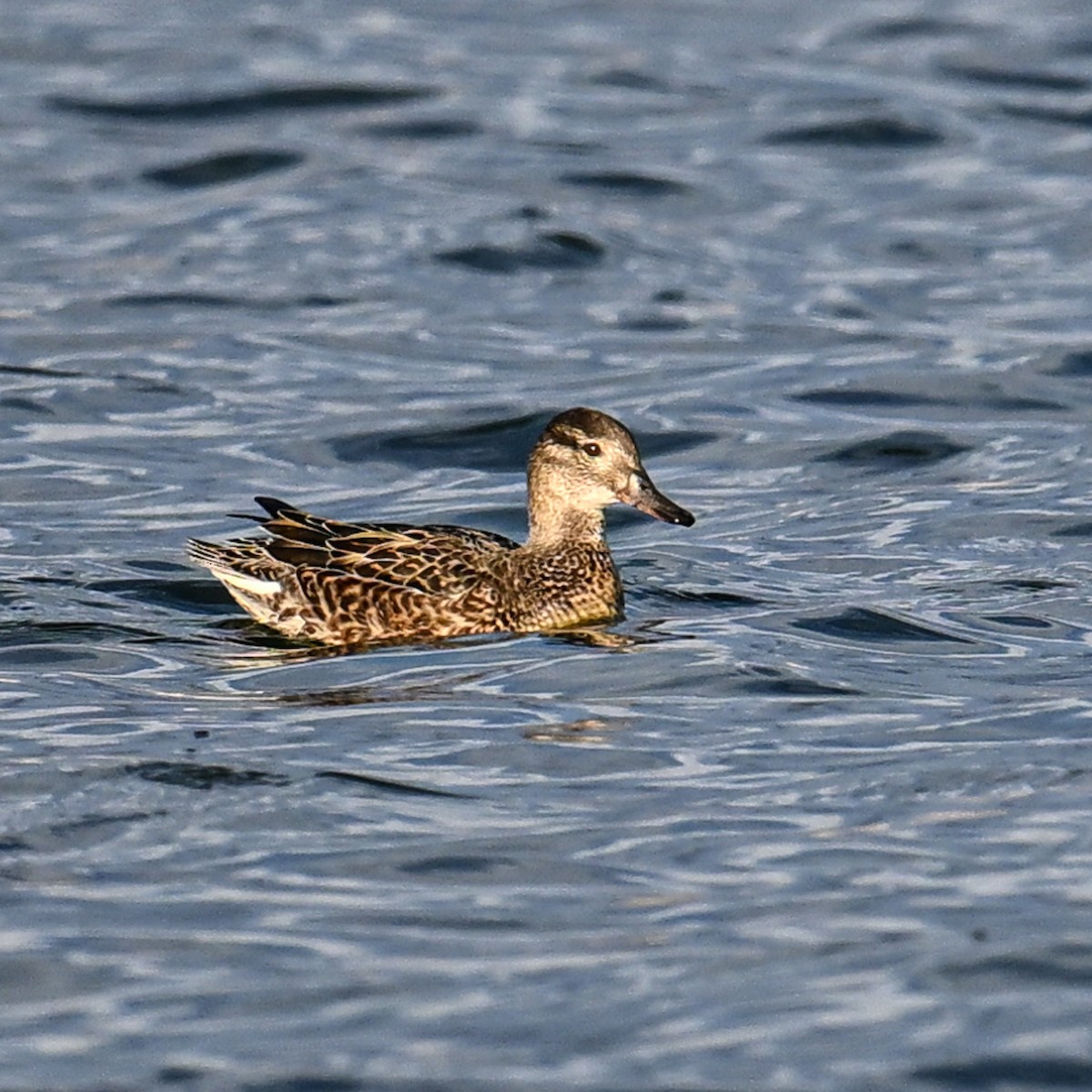 Green-winged Teal - H Jane