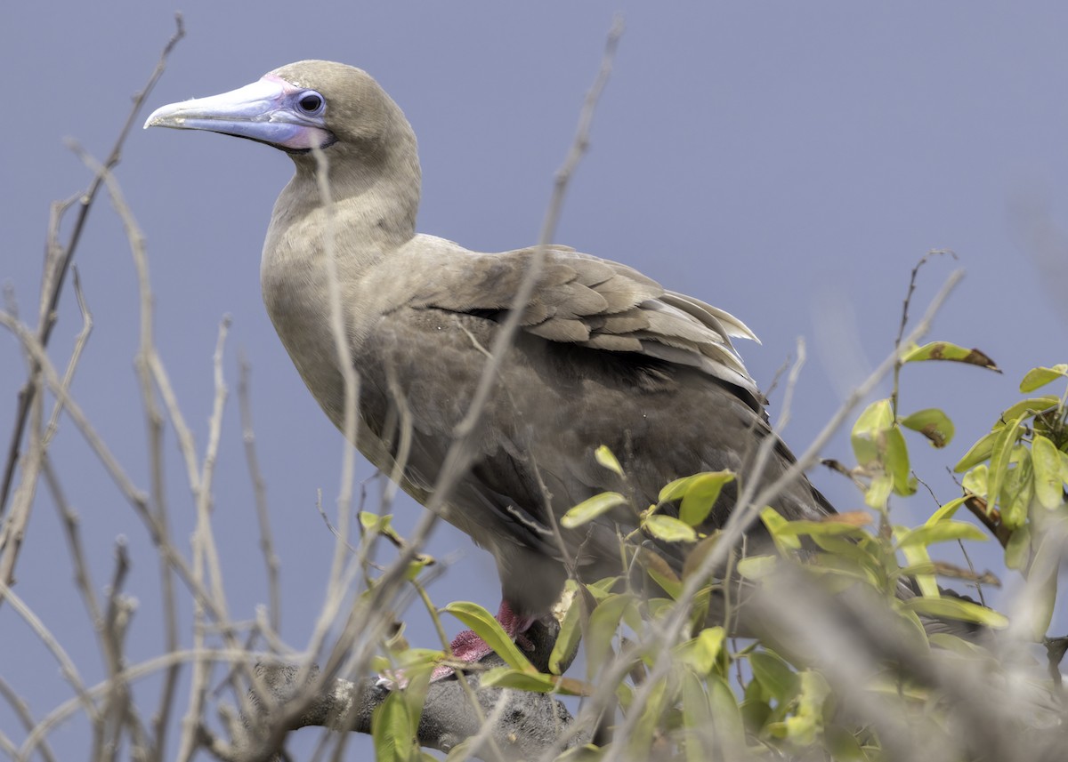 Red-footed Booby - ML614803016