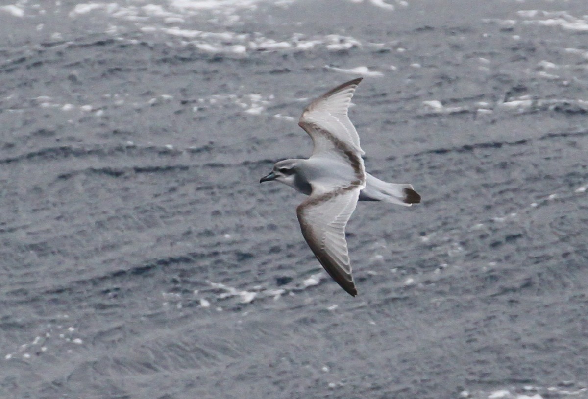 Antarctic Prion - Scott Watson